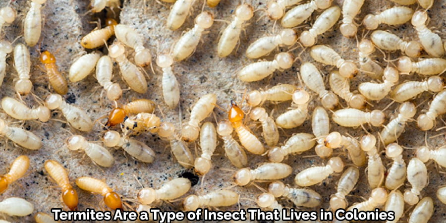 Termites Are a Type of Insect That Lives in Colonies
